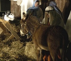 Living Nativity Animals for hire